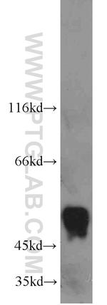 CDC37 Antibody in Western Blot (WB)