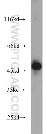 CDC37 Antibody in Western Blot (WB)