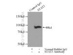 STAT3 Antibody in Immunoprecipitation (IP)