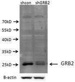 GRB2 Antibody in Western Blot (WB)