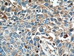 LGALS3BP Antibody in Immunohistochemistry (Paraffin) (IHC (P))