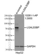 LGALS3BP Antibody in Western Blot (WB)