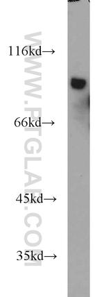 LGALS3BP Antibody in Western Blot (WB)