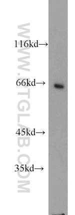 LGALS3BP Antibody in Western Blot (WB)