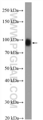 LGALS3BP Antibody in Western Blot (WB)