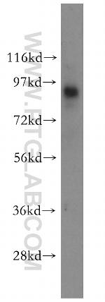 LGALS3BP Antibody in Western Blot (WB)