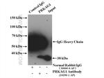 AMPK gamma 1 Antibody in Immunoprecipitation (IP)