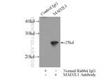 MAD2L1 Antibody in Immunoprecipitation (IP)