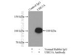 UBE3A Antibody in Immunoprecipitation (IP)