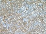 UBE3A Antibody in Immunohistochemistry (Paraffin) (IHC (P))