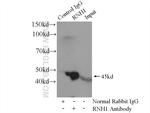 RNH1 Antibody in Immunoprecipitation (IP)