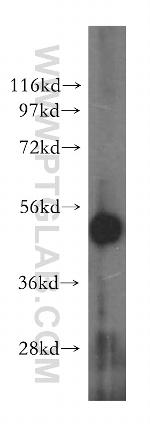 RNH1 Antibody in Western Blot (WB)
