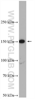 FMNL1 Antibody in Western Blot (WB)