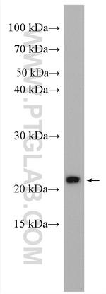 BAD Antibody in Western Blot (WB)