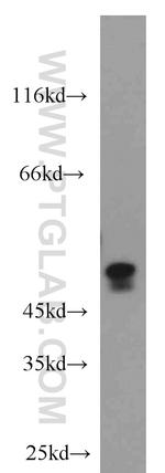 Caspase 2/p18 Antibody in Western Blot (WB)