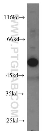 Caspase 2/p18 Antibody in Western Blot (WB)