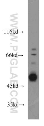 Caspase 2/p18 Antibody in Western Blot (WB)