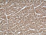 USP5 Antibody in Immunohistochemistry (Paraffin) (IHC (P))