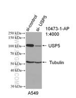 USP5 Antibody in Western Blot (WB)