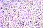 Prothymosin alpha Antibody in Immunohistochemistry (Paraffin) (IHC (P))