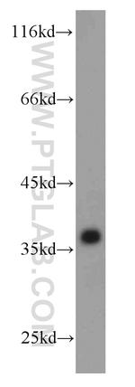 GAPDH Antibody in Western Blot (WB)