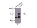 KEAP1 Antibody in Immunoprecipitation (IP)