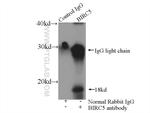 SURVIVIN Antibody in Immunoprecipitation (IP)