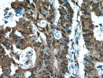 RANGRF Antibody in Immunohistochemistry (Paraffin) (IHC (P))