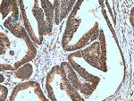 RANGRF Antibody in Immunohistochemistry (Paraffin) (IHC (P))