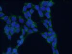 TRAPA/SSR1 Antibody in Immunocytochemistry (ICC/IF)