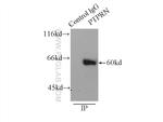 IA-2/PTPRN Antibody in Immunoprecipitation (IP)
