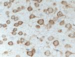 STMN2 Antibody in Immunohistochemistry (Paraffin) (IHC (P))