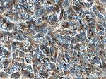 STMN2 Antibody in Immunohistochemistry (Paraffin) (IHC (P))