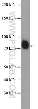 BAG3 Antibody in Western Blot (WB)