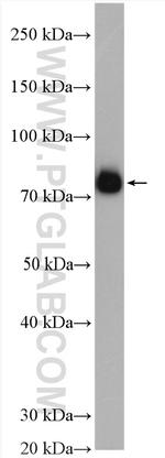 BAG3 Antibody in Western Blot (WB)