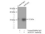 AGPAT1 Antibody in Immunoprecipitation (IP)