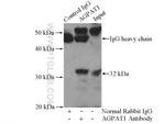 AGPAT1 Antibody in Immunoprecipitation (IP)