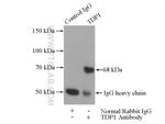 TDP1 Antibody in Immunoprecipitation (IP)