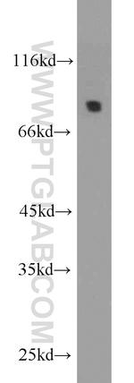 DPP3 Antibody in Western Blot (WB)