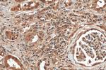 Hsc70 Antibody in Immunohistochemistry (Paraffin) (IHC (P))