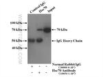 Hsc70 Antibody in Immunoprecipitation (IP)