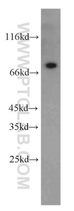 Hsc70 Antibody in Western Blot (WB)