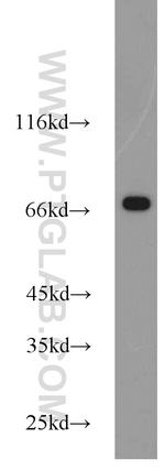 Hsc70 Antibody in Western Blot (WB)