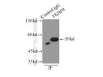 FKBP52 Antibody in Immunoprecipitation (IP)