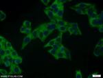 NUDC Antibody in Immunocytochemistry (ICC/IF)