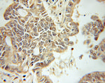 NUDC Antibody in Immunohistochemistry (Paraffin) (IHC (P))