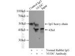 NUDC Antibody in Immunoprecipitation (IP)