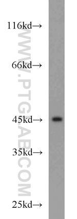 NUDC Antibody in Western Blot (WB)