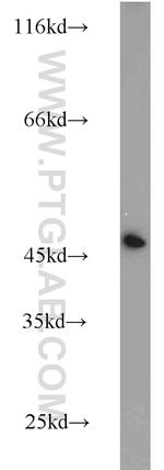 NUDC Antibody in Western Blot (WB)