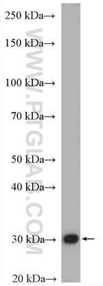 TPMT Antibody in Western Blot (WB)